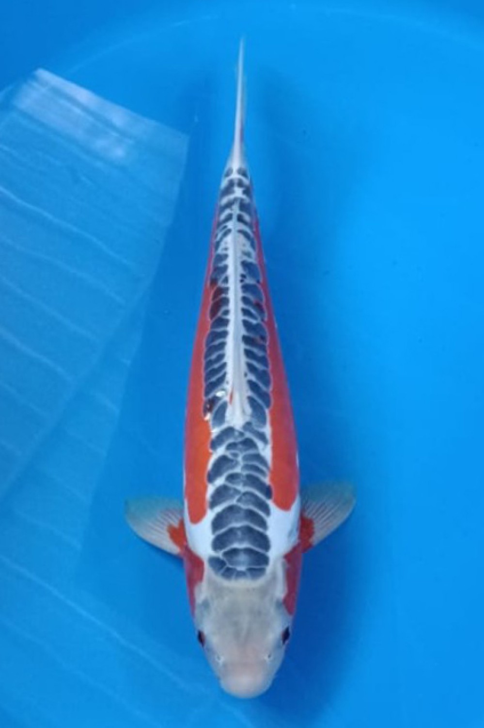 Juara 1