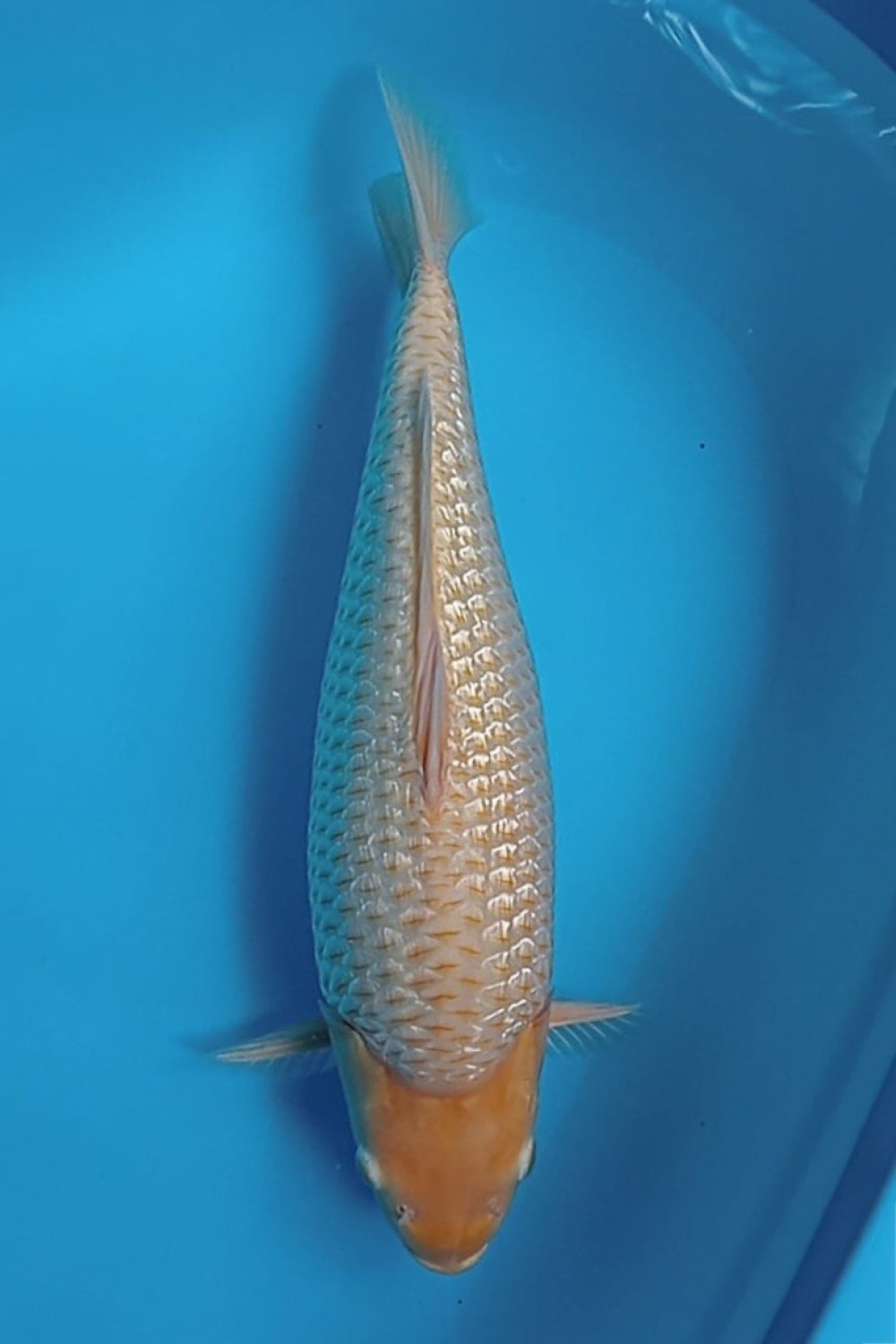 Juara 2