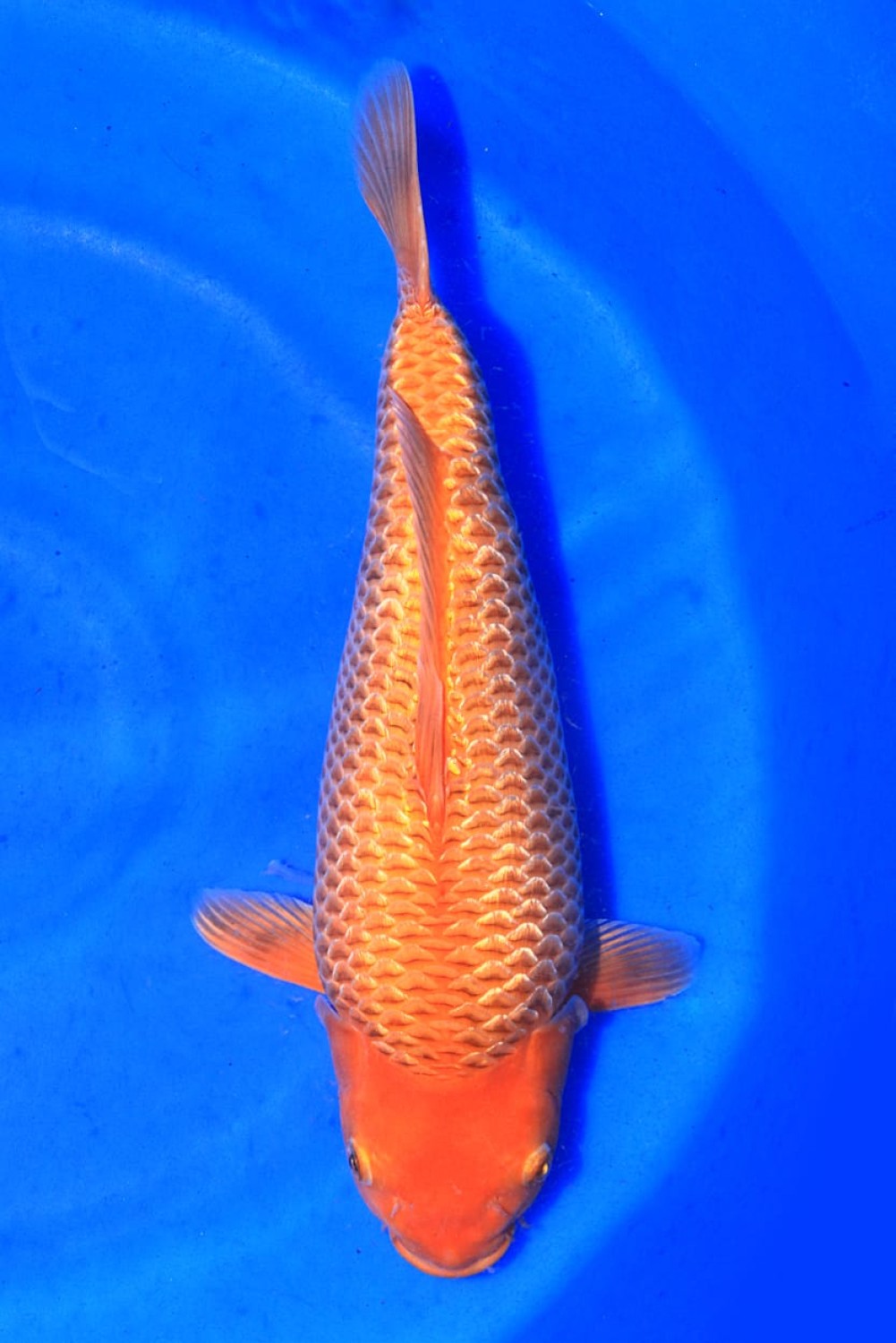Juara 2