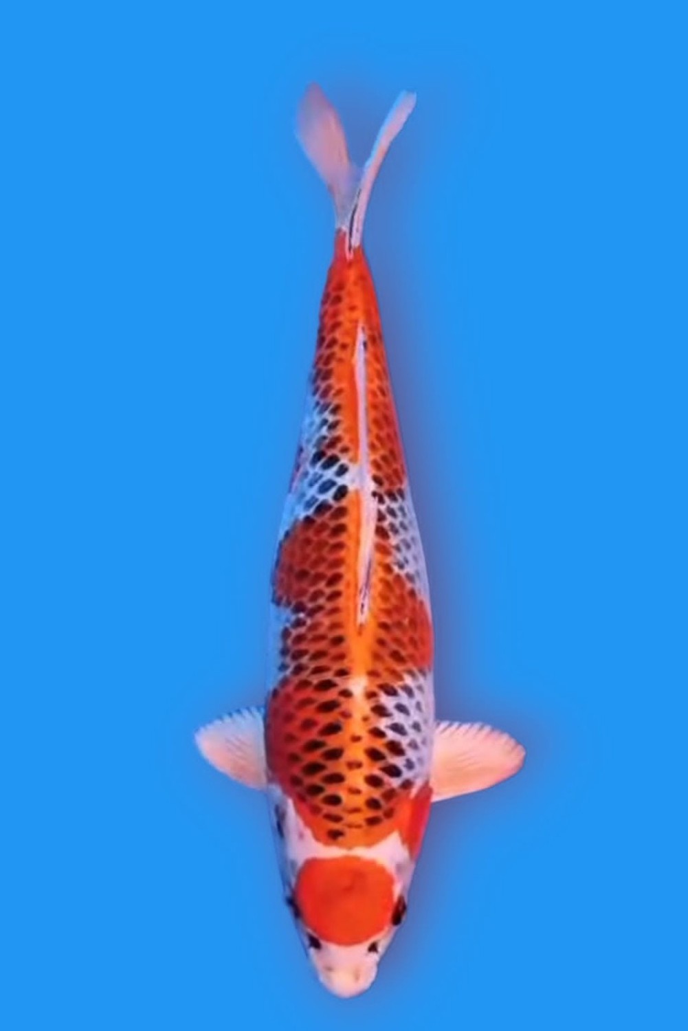 Juara 2