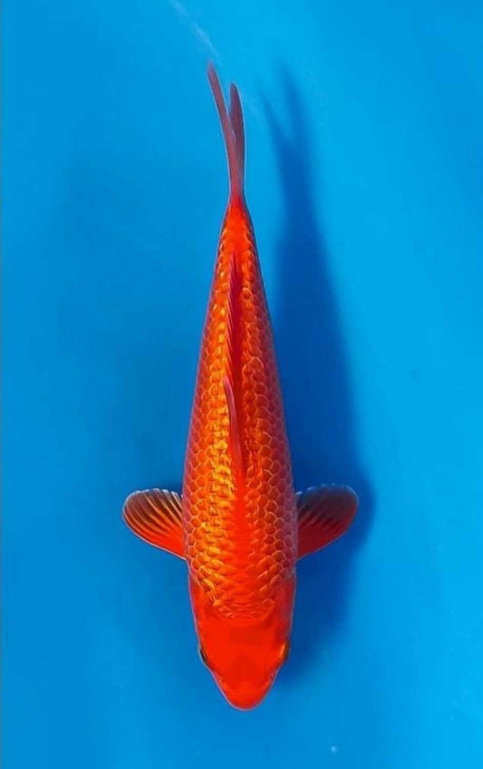 Juara 2