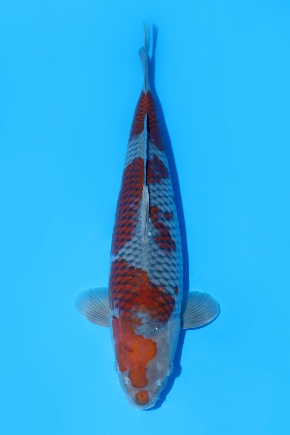 Juara 1