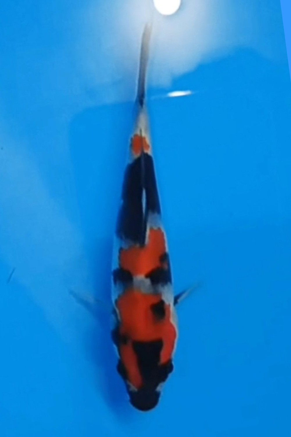 Juara 1