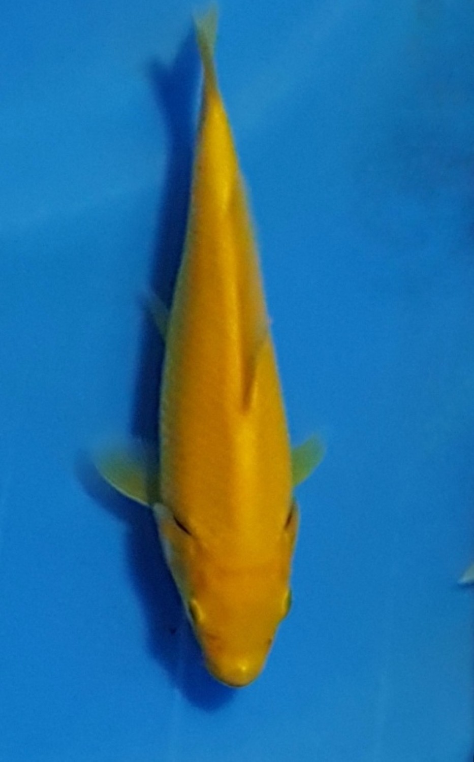 Juara 1