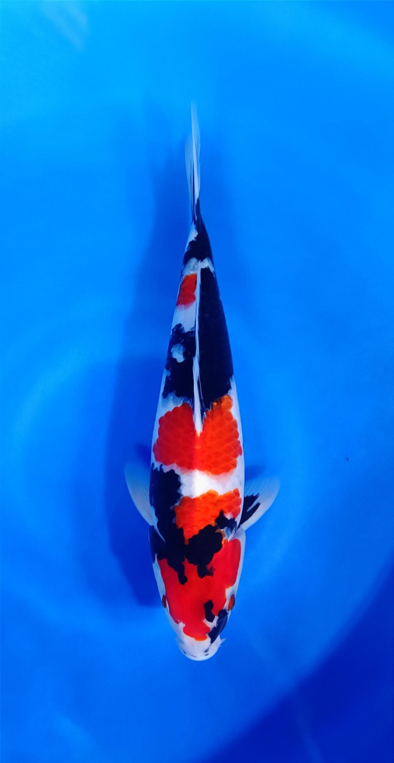 Juara 3
