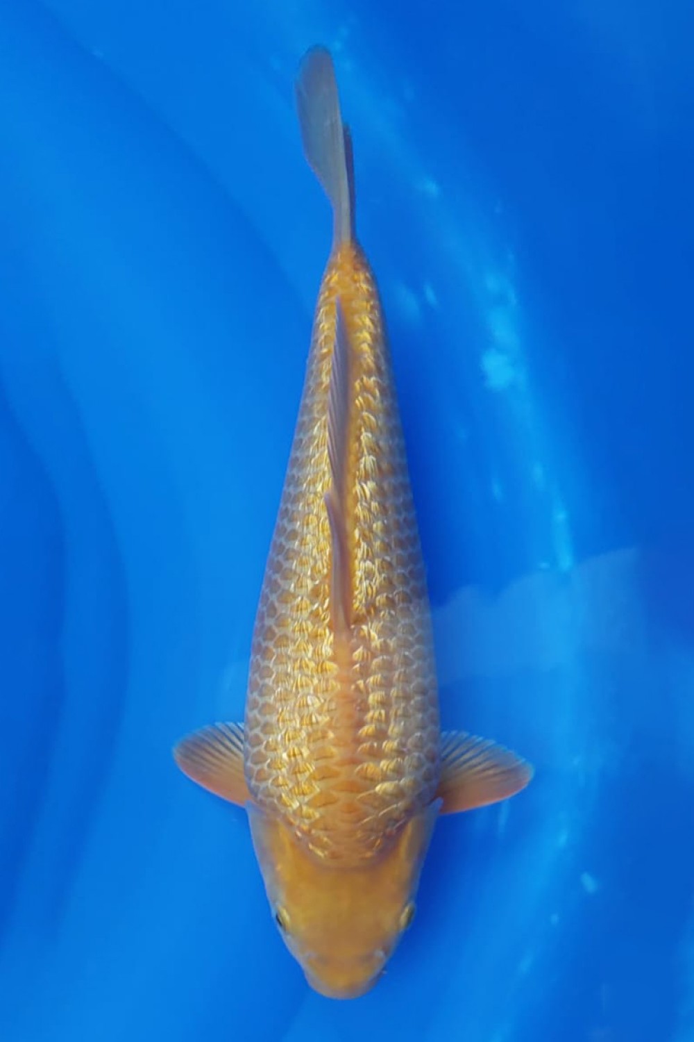 Juara 4