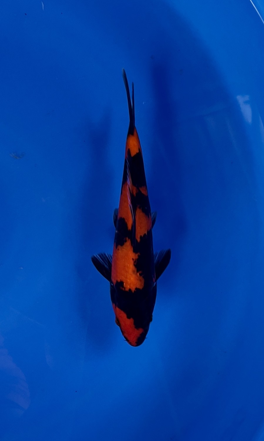 Best In Size D 21 - 25 cm