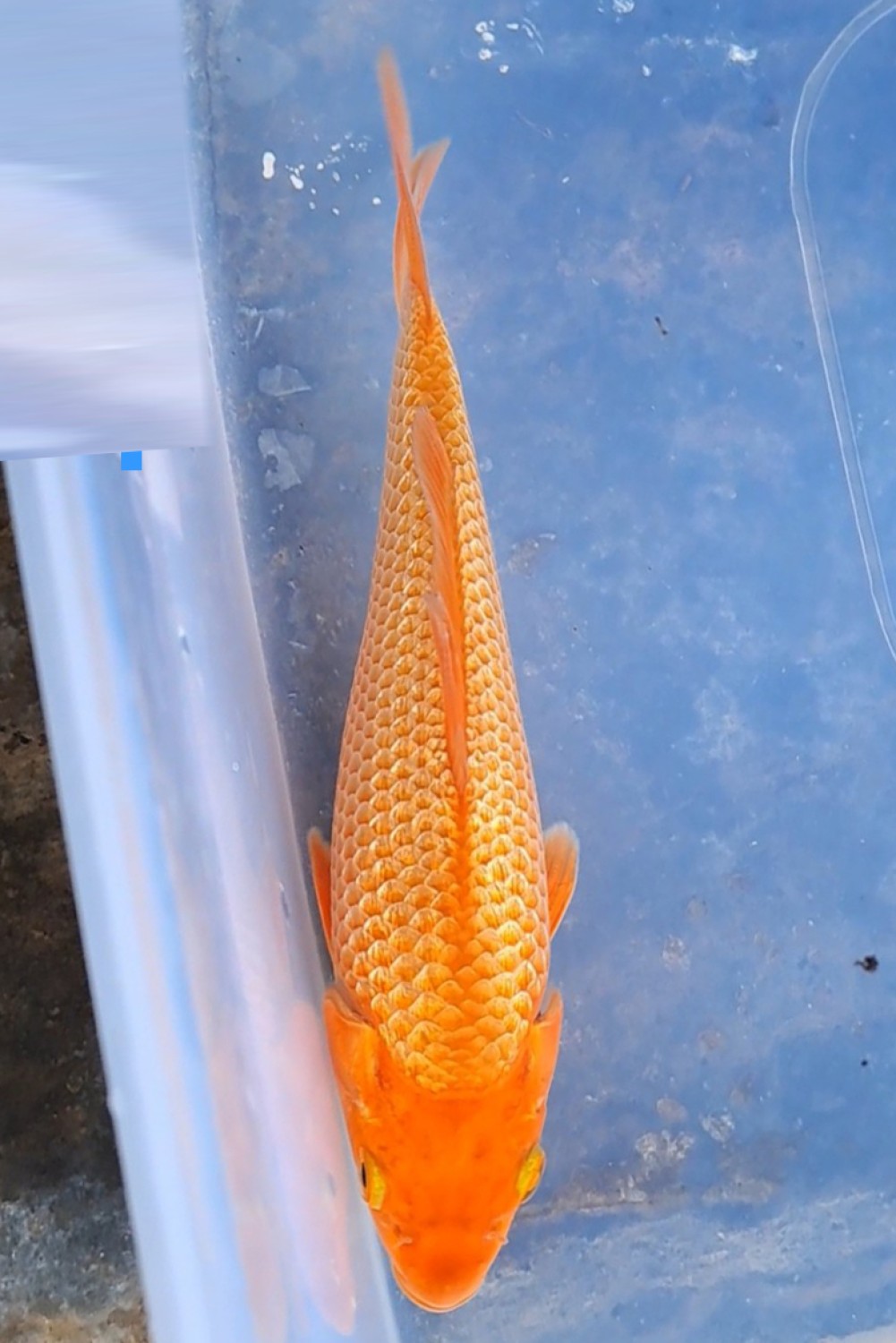 Juara 1
