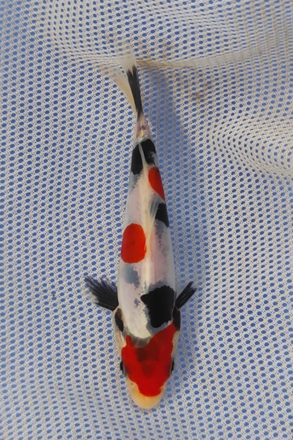Juara 1