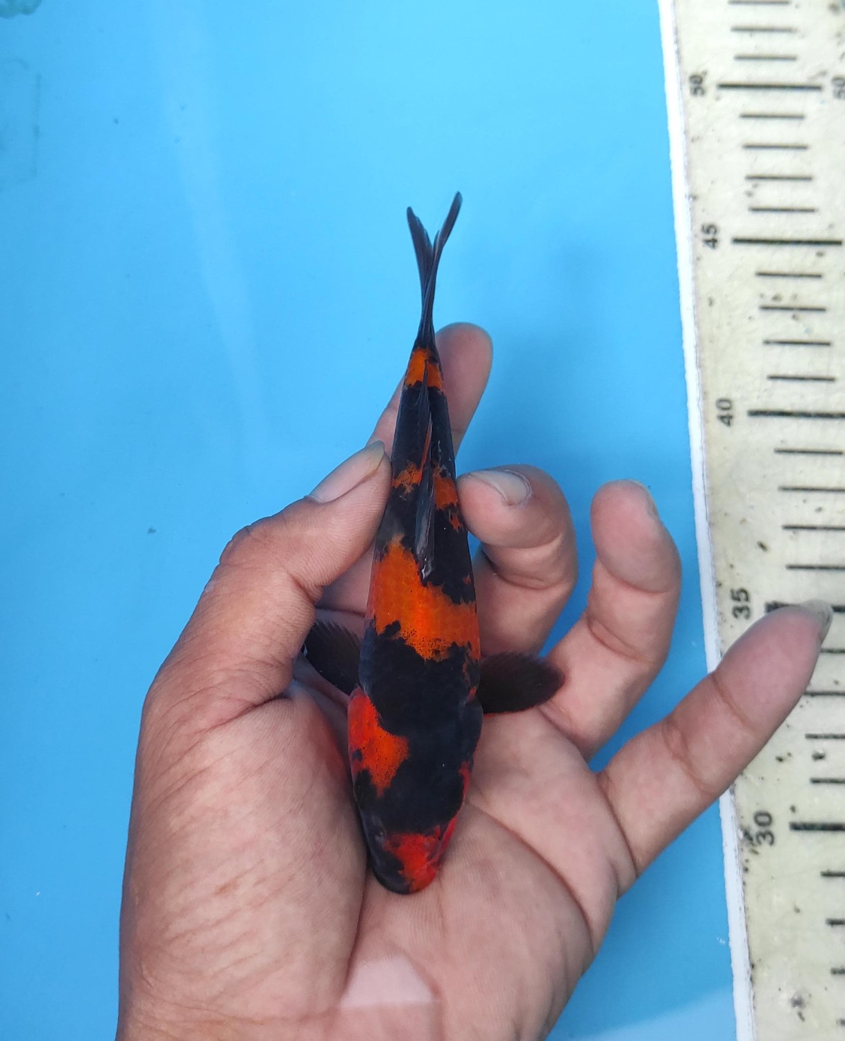 Juara 5