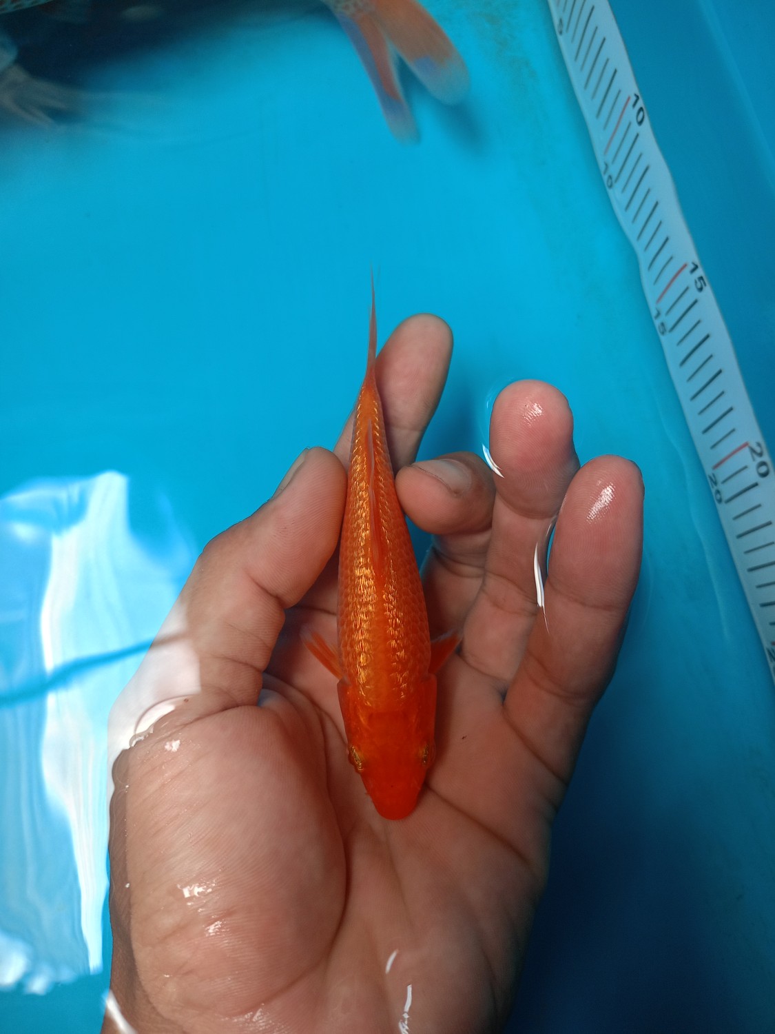 Juara 1