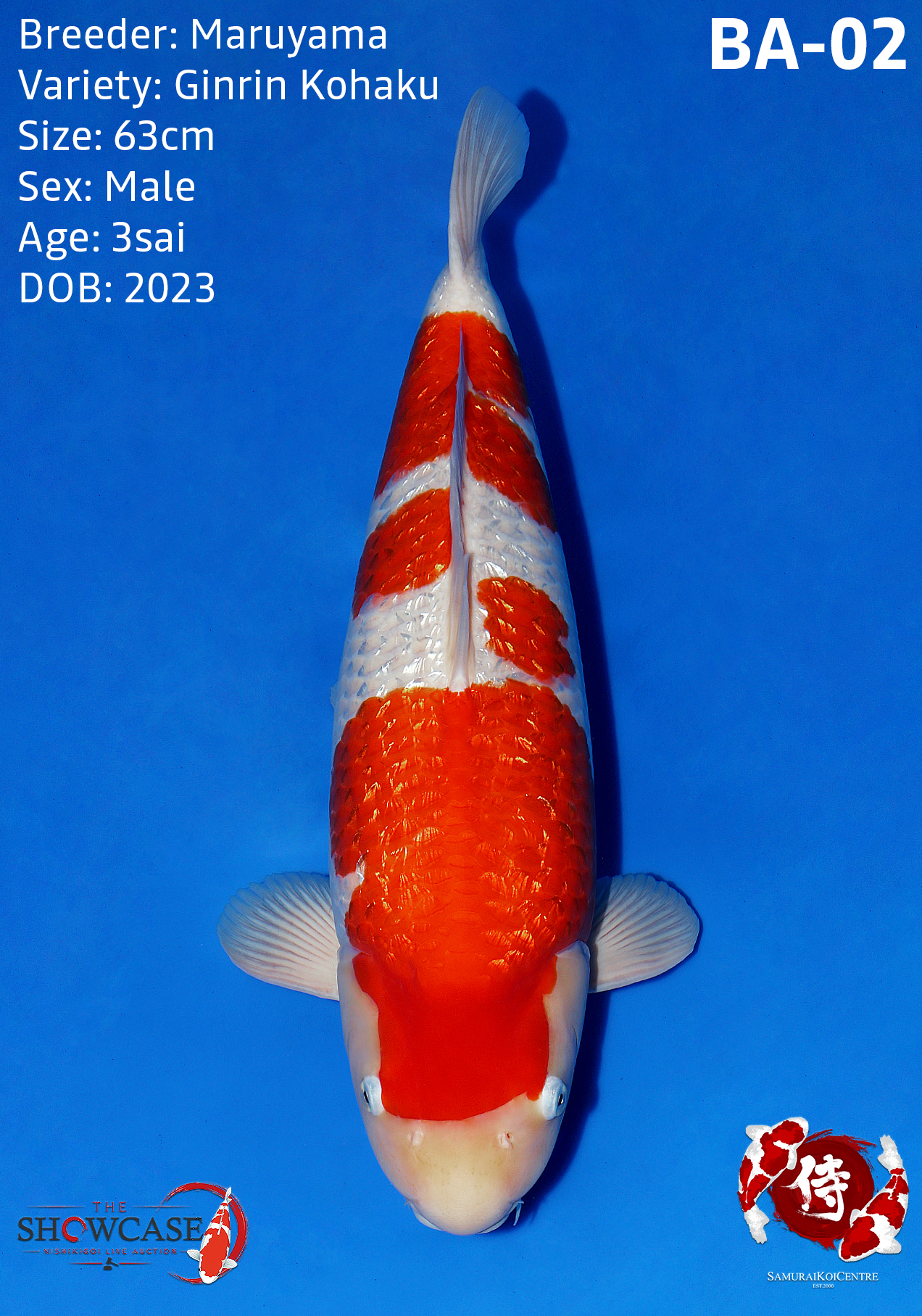 Kinginrin A 64cm Maruyama Fish Farm