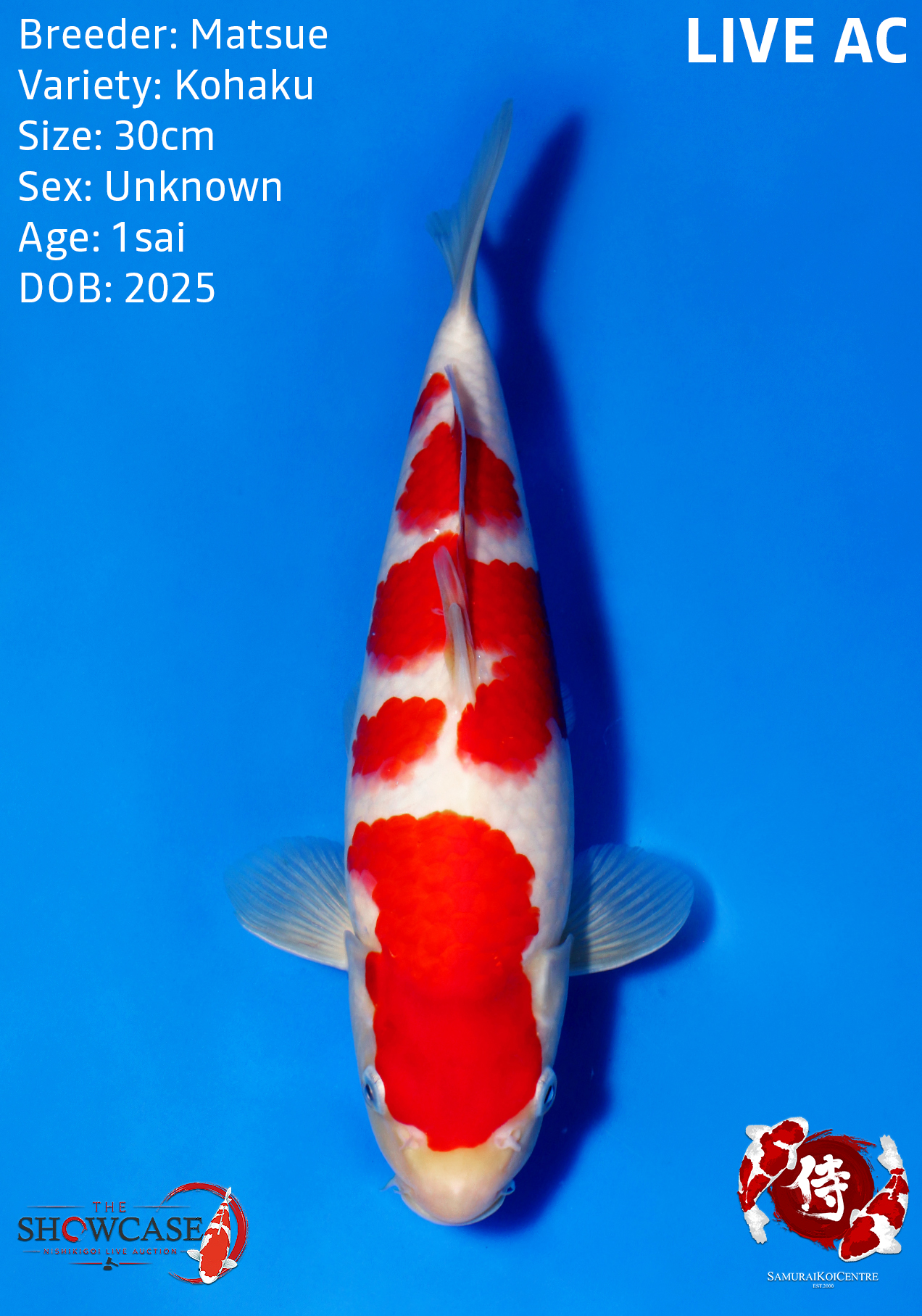 Kohaku