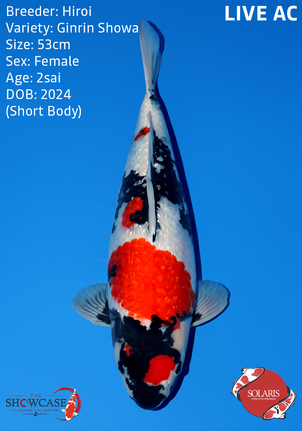 Ginrin Showa (Short Body)