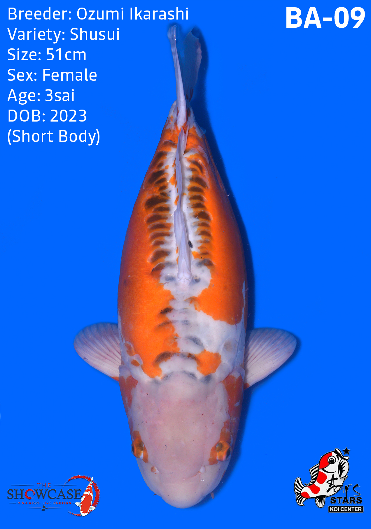 Shusui (Short Body)