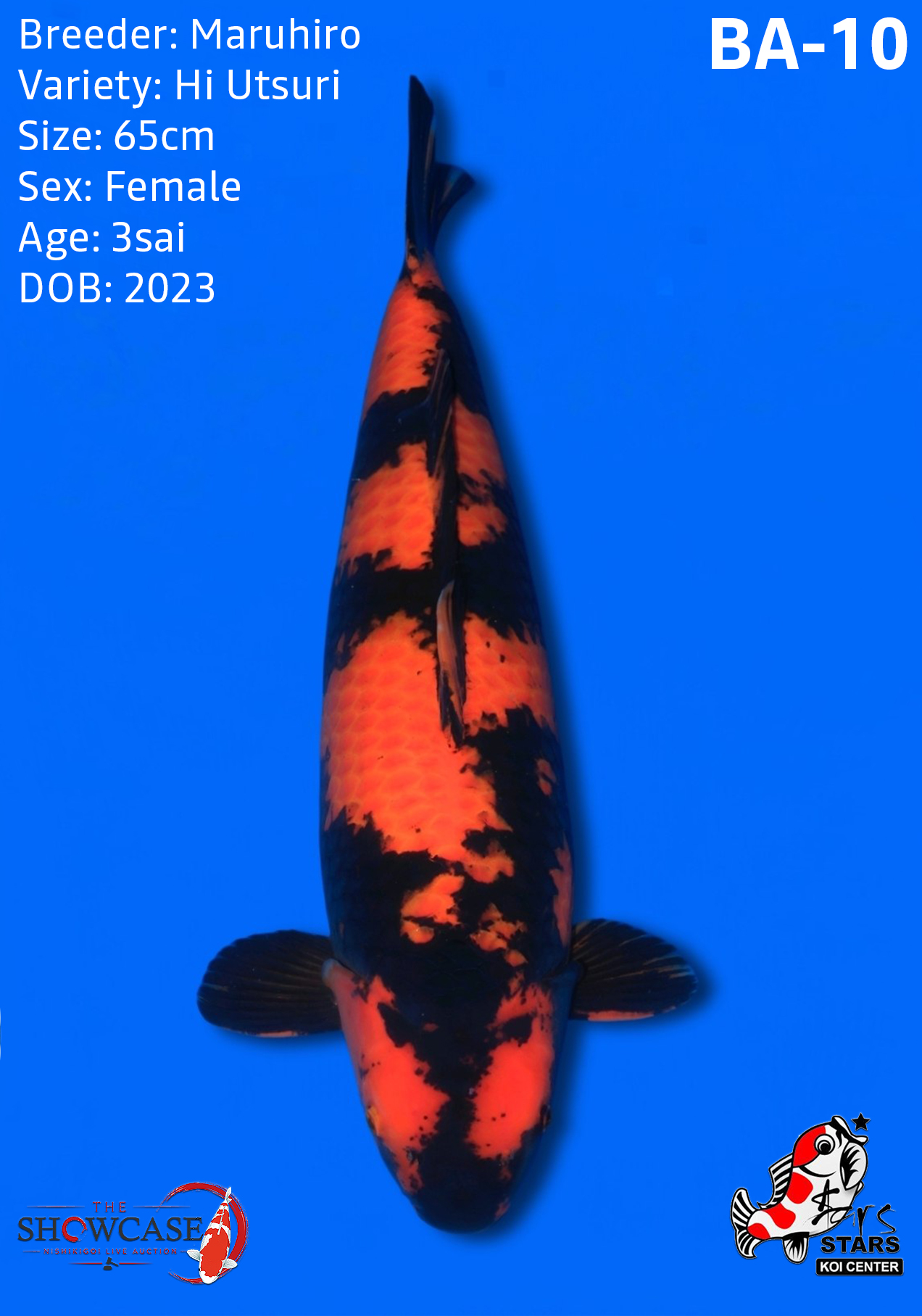 Shusui (Short Body)