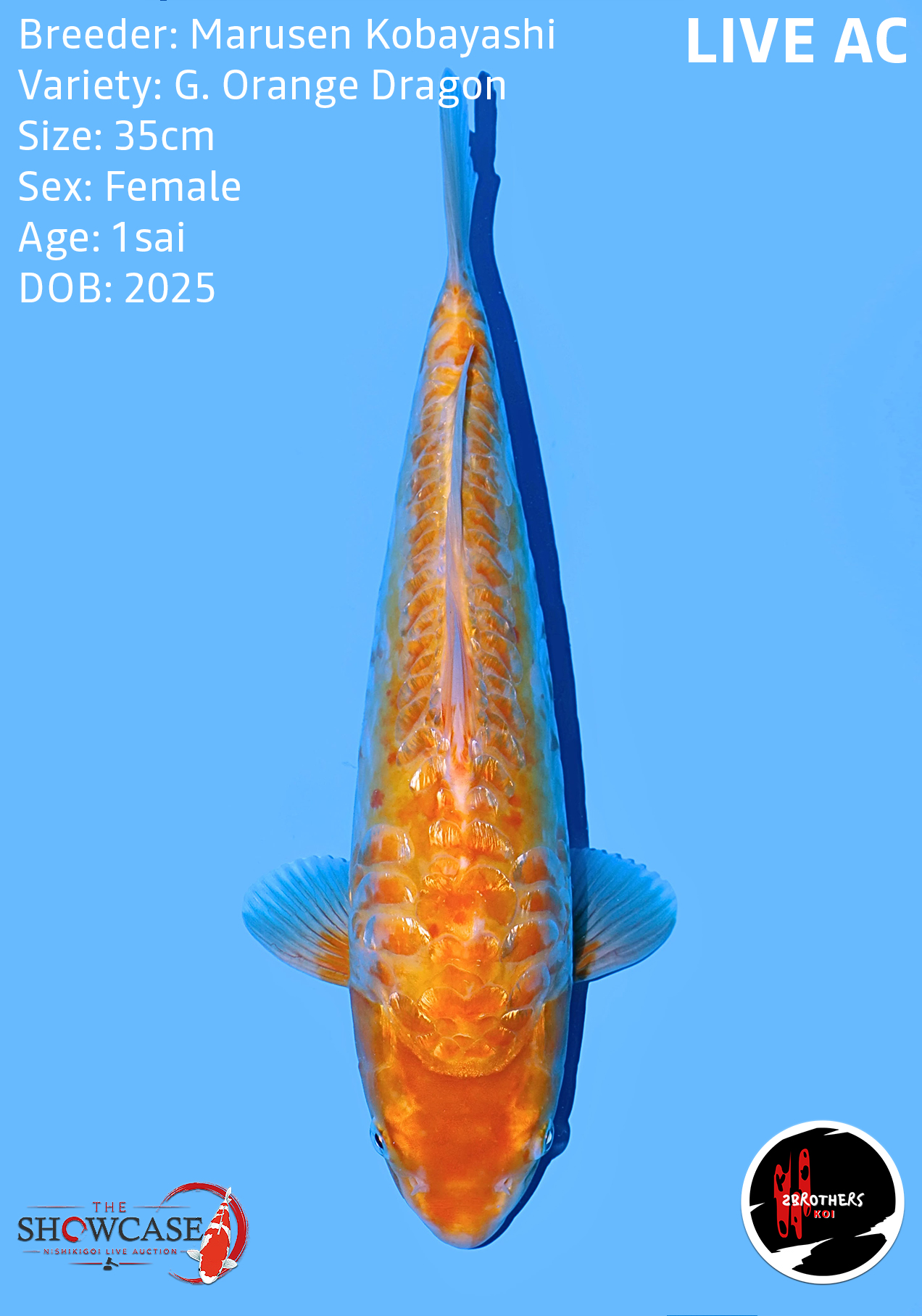 G. Orange Dragon