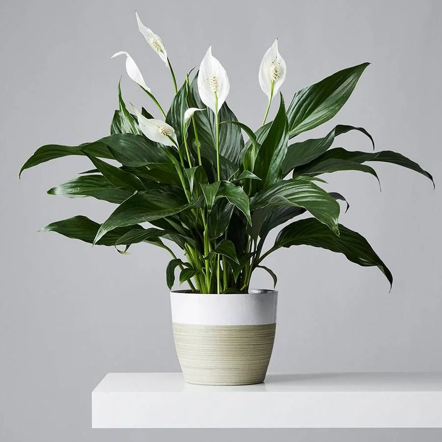 Peace Lily Pot