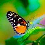 Nilesh Tivhale
