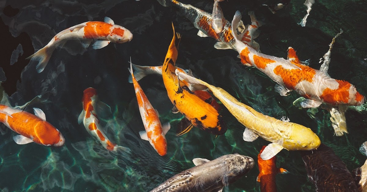 IELTS speaking module: Aquatic Animal