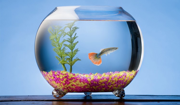 GA Pet Sitters - Fish And Everything Related