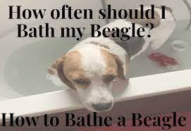 Dog Care — How Often Should I Bathe My Beagle