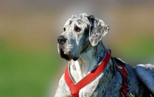 Great Dane Price in India, Lifespan, Beed Information