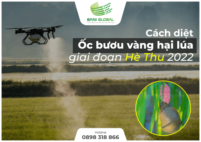 Cách diệt ốc bươu vàng hại lúa cho giai đoạn đầu Hè Thu năm 2022