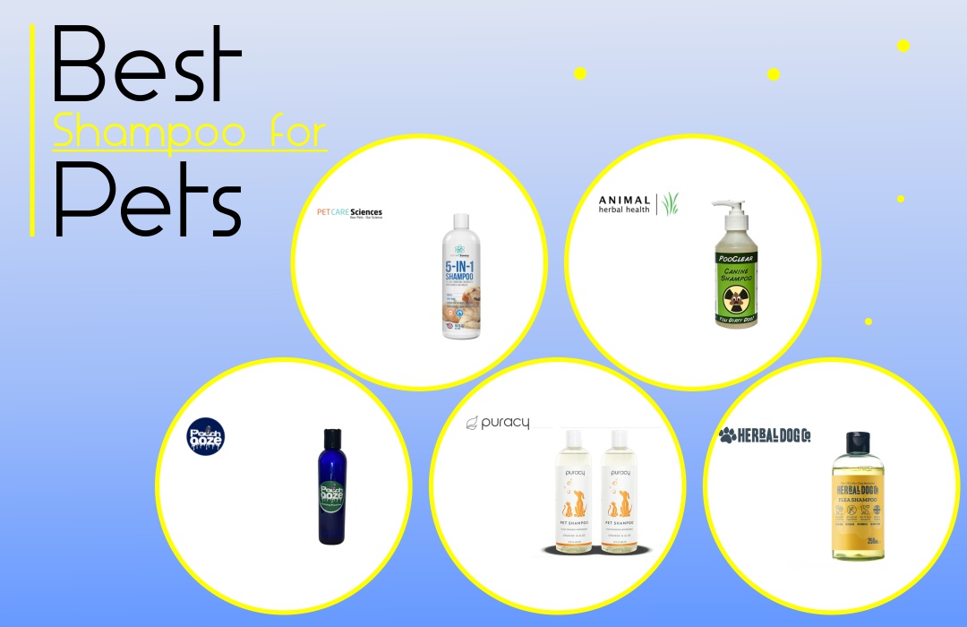 Best Shampoo For Pets | ScoopCoupons