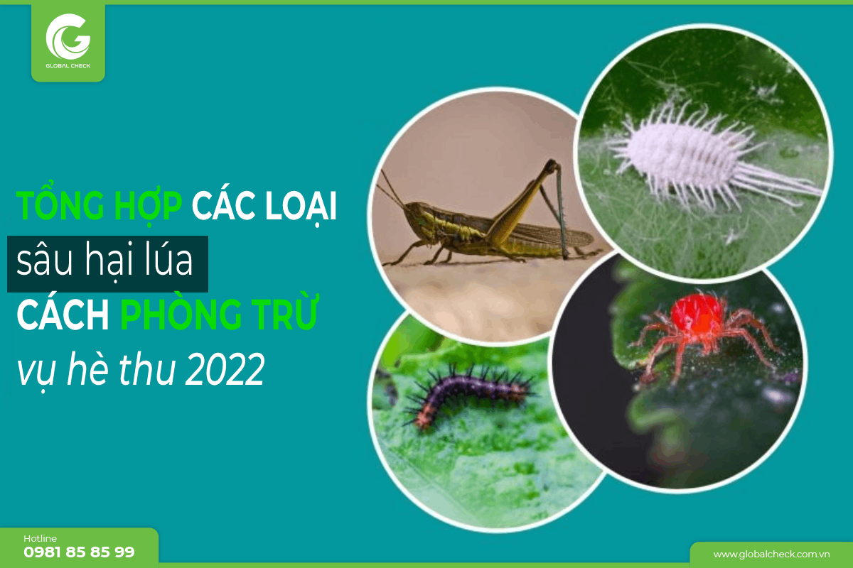 Tổng hợp các loại sâu hại lúa & cách phòng trừ vụ hè thu 2022