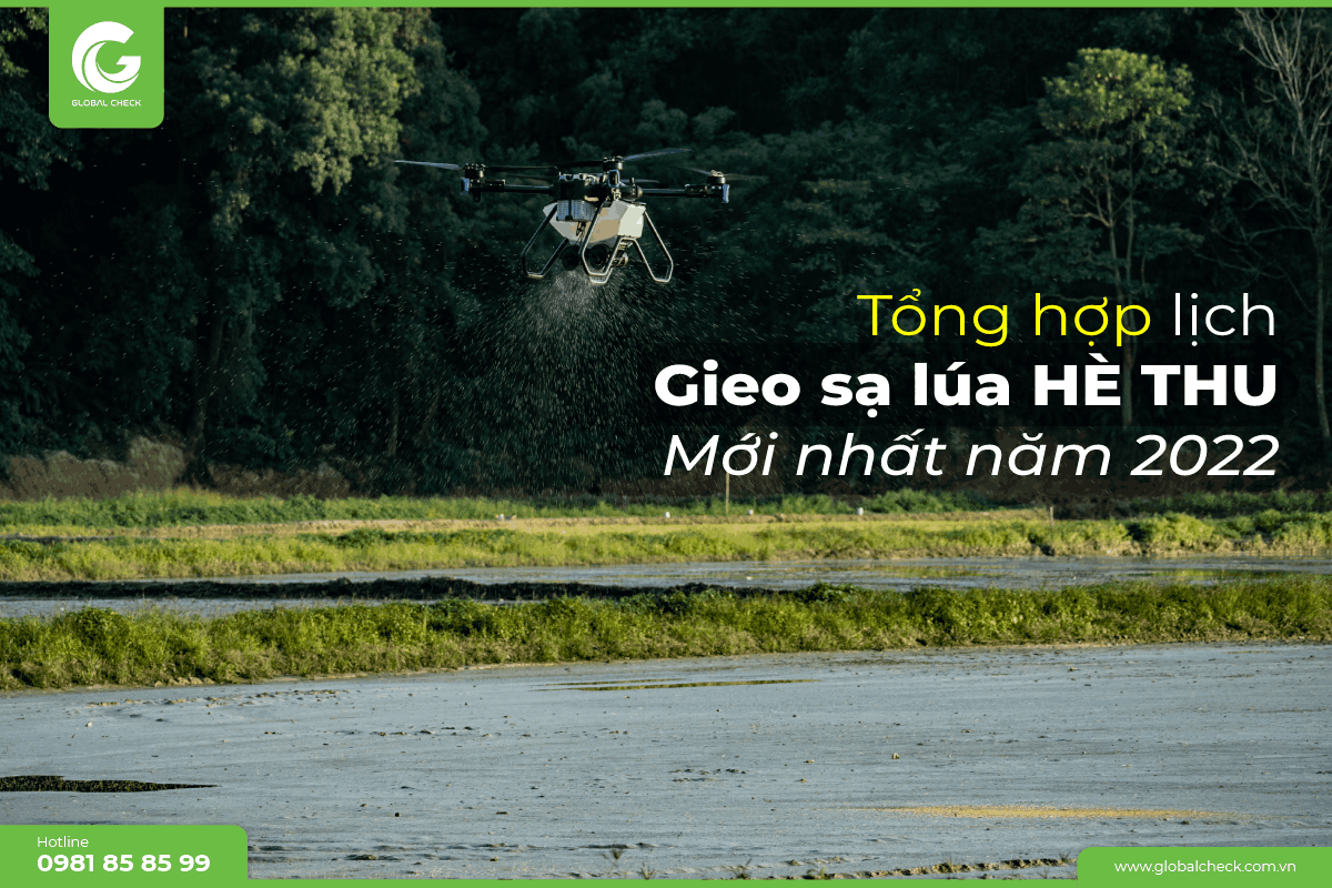 Tổng hợp lịch gieo sạ lúa vụ hè thu miền nam năm 2022