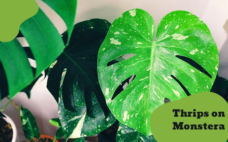 How to get rid of Thrips on Monstera: Signs, Control & Remove