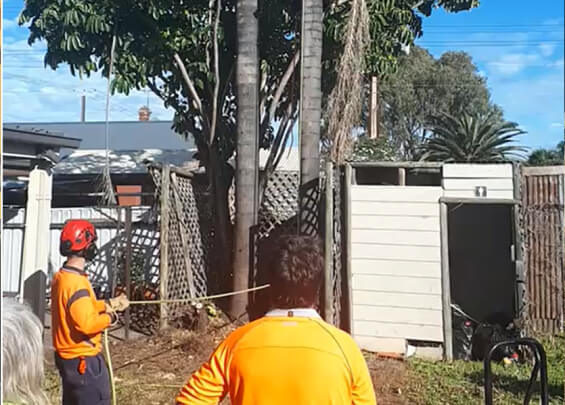 Palm Tree Removal Adelaide | Tree Removal Services in Adelaide