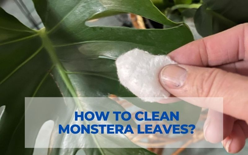 How To Clean Monstera Leaves? Top tips will help you