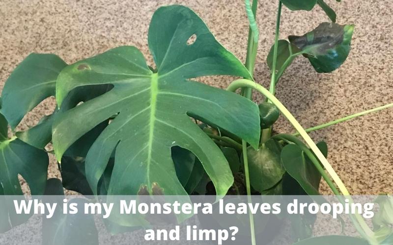Why is my Monstera leaves drooping, limp? Best solutions