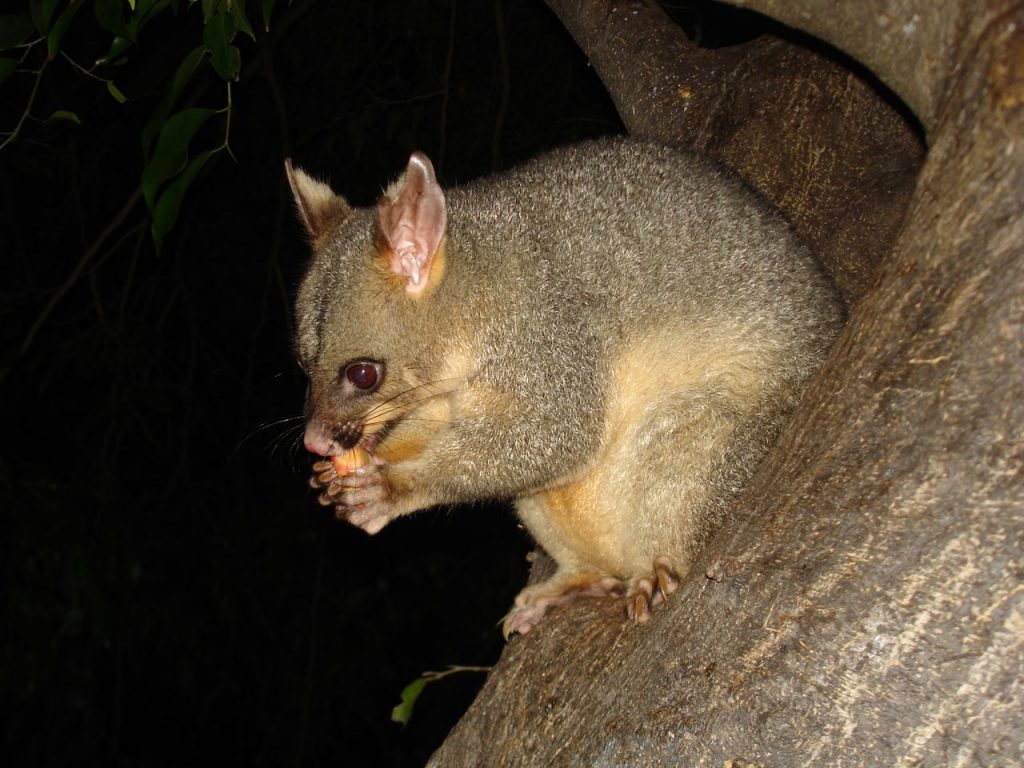Are There Rats Or Possums On Your Property? - Possumpestcontrolmelbourne
