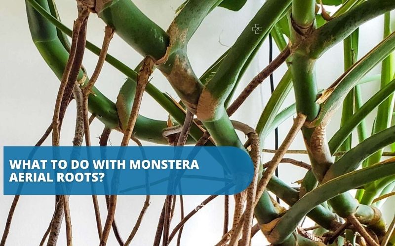 What to do with Monstera aerial roots? Can I cut them?
