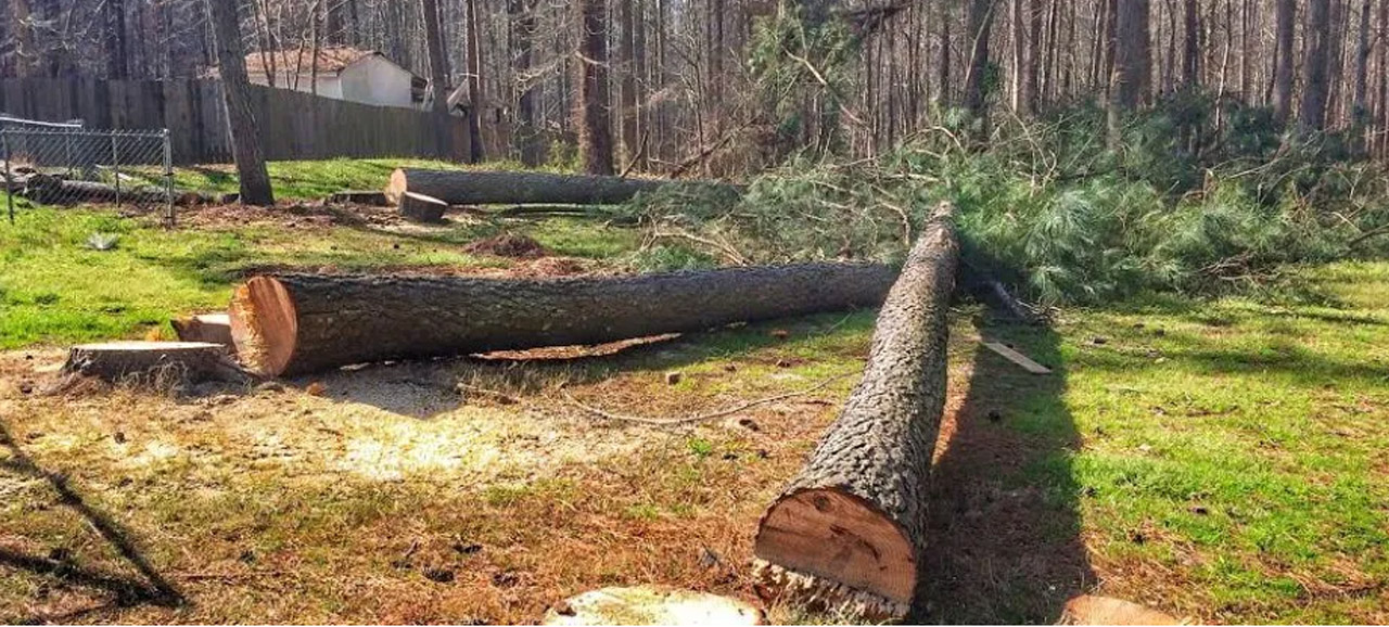 How Much Does Tree Removal Adelaide Cost?