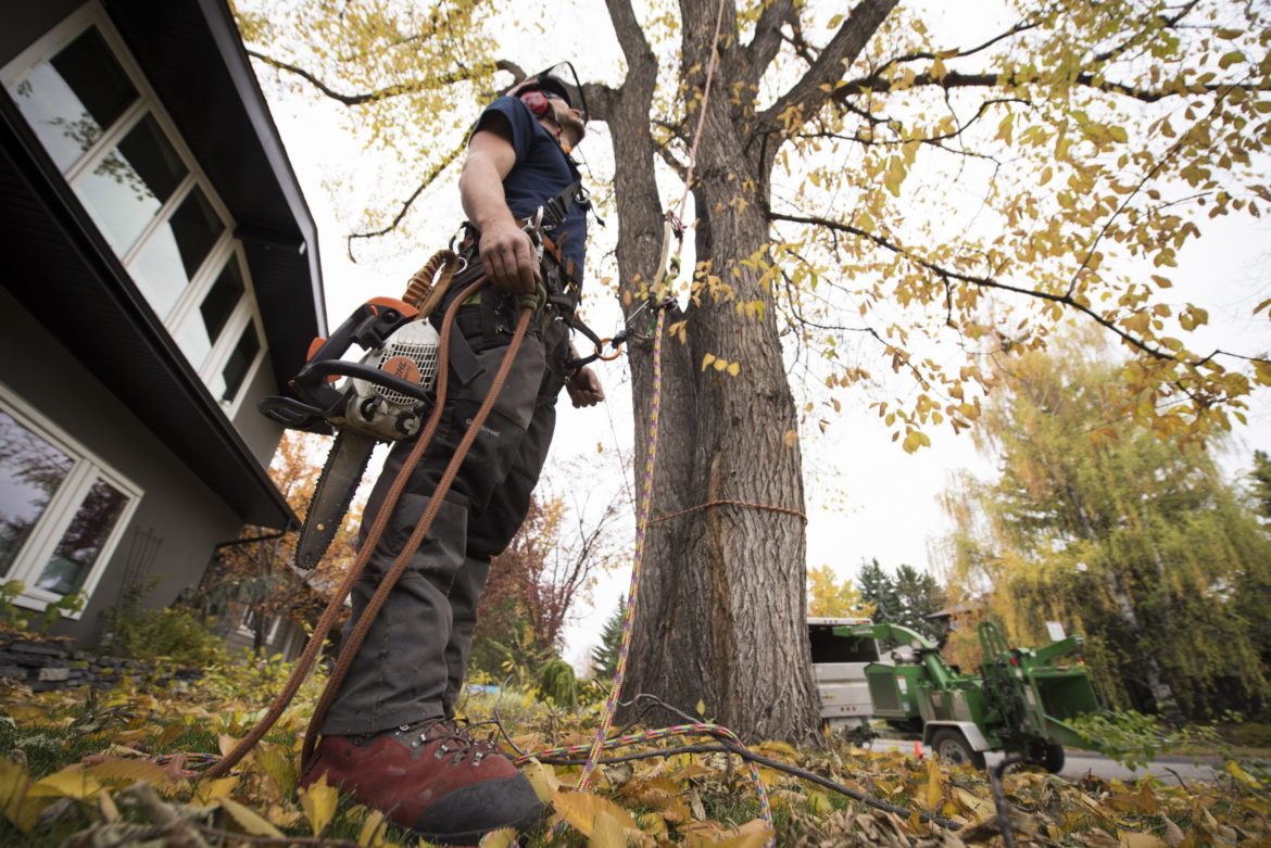 WHEN SHOULD YOU CONSIDER TREE REMOVAL? - SA Tree Recyclers