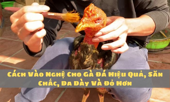 Cách vào nghệ cho gà đá hiệu quả, săn chắc, da dày và đỏ hơn - Trực Tiếp Đá Gà TV