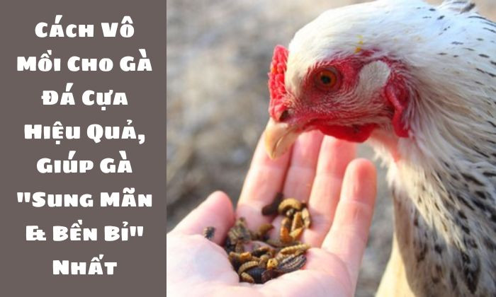 Cách vô mồi cho gà đá cựa hiệu quả, giúp gà "sung mãn & bền bỉ" nhất - Trực Tiếp Đá Gà TV