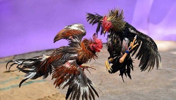 แทงไก่ชนออนไลน์ แทงไก่ชน ไก่ชนใต้ ดูไก่ชน แทงไก่ชนมือถือ - เว็บไก่ชน.com