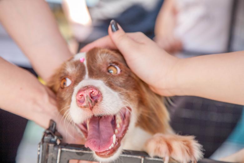 5 Reasons to have a pet - Perfectail