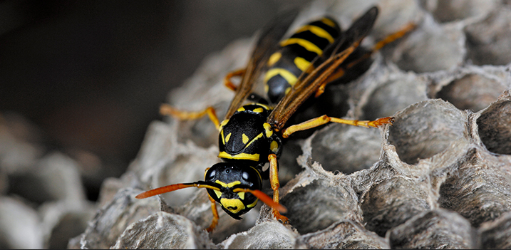 Unknown Facts About Wasps That You Should Know - Check Out!