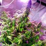 regular seeds