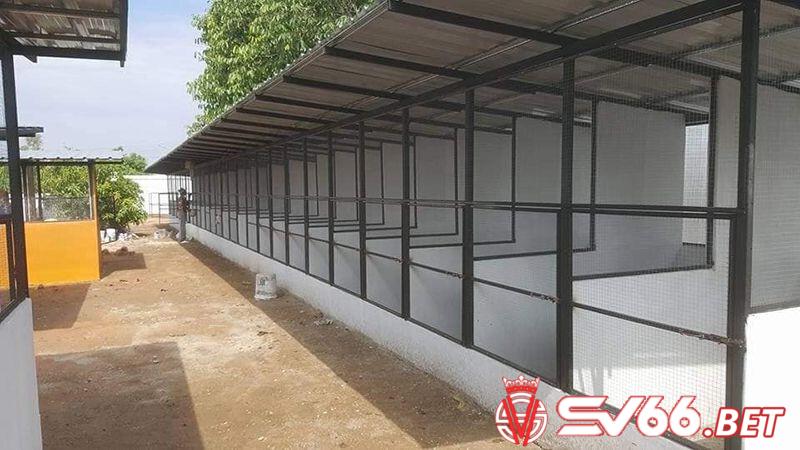Hướng dẫn xây dựng mô hình nuôi gà chọi mang lại hiệu quả