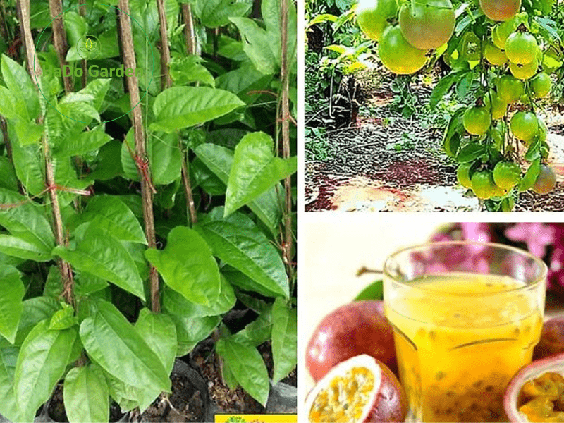 Cây giống Chanh Leo Tím siêu trái cho quả sau 8 tháng trồng