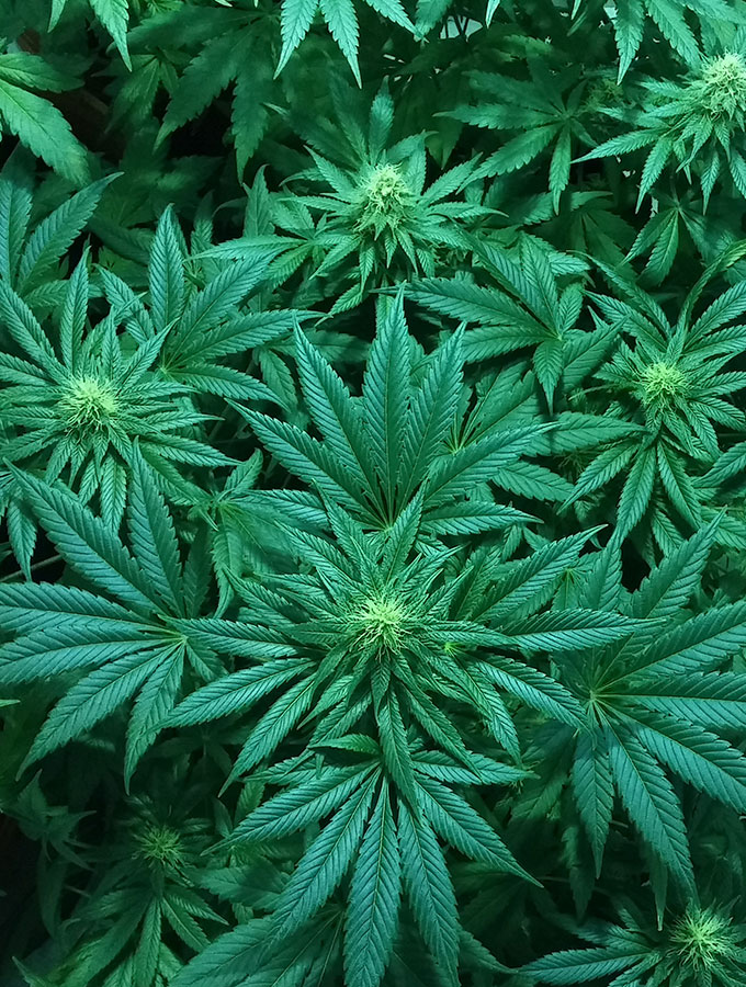 Compra erba online - Ordina cannabis online - Marijuana in vendita Italia