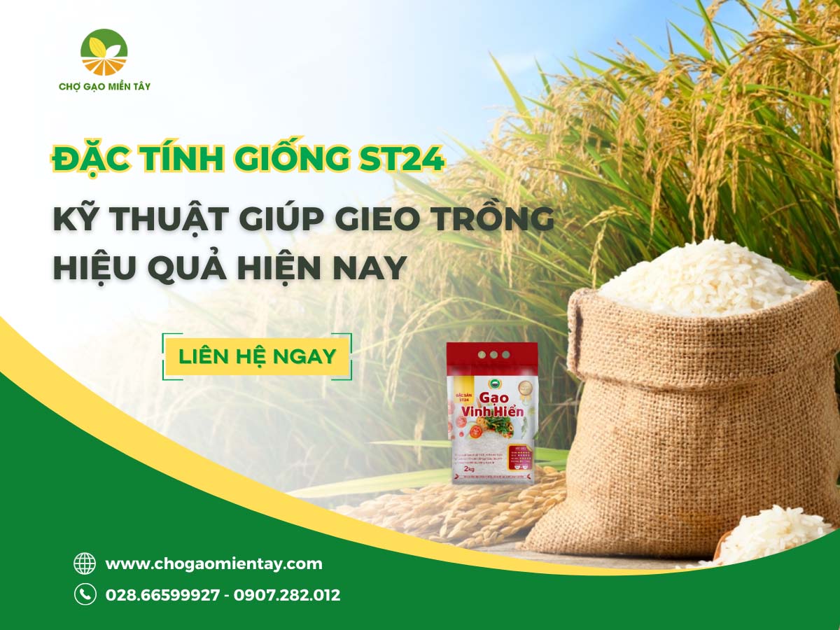 Đặc tính giống ST24 và kỹ thuật giúp gieo trồng hiệu quả hiện nay - Chợ Gạo Miền Tây