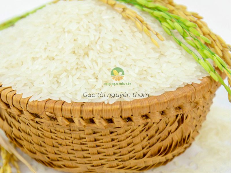 Gạo Tài Nguyên Chợ Đào Thơm